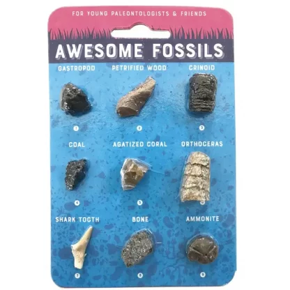 Compact Curiosities: Awesome Fossils